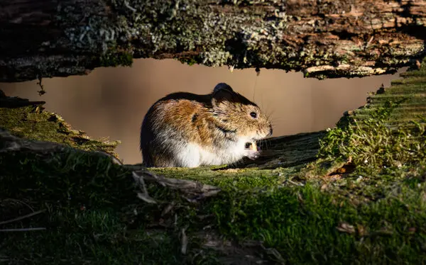 Hantavirus Outbreak 2026