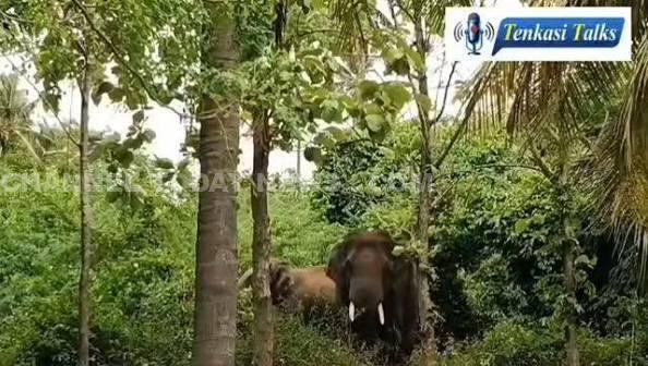  Idukki Wild Elephant Attack