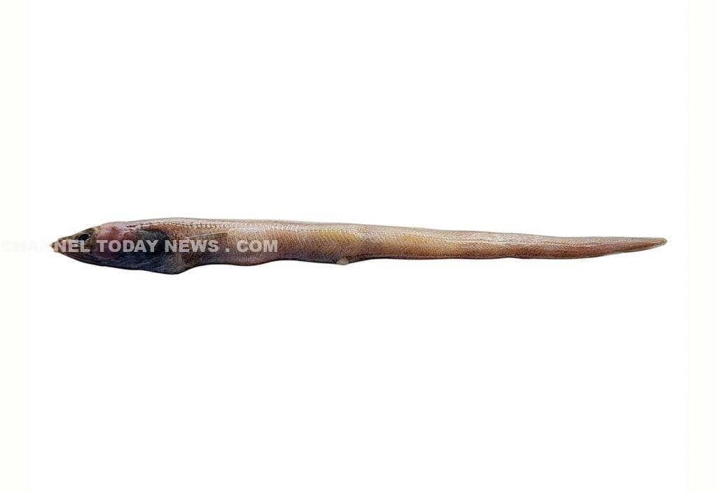 CMFRI Discovers New Eel Species Ariosoma cmfriense: അറബിക്കടലിൽ നിന്ന് പുതിയ ഈൽ മത്സ്യം; സിഎംഎഫ്ആർഐയുടെ പേരിൽ നാമകരണം; കൊല്ലം തീരത്തുനിന്ന് കണ്ടെത്തി | സെപ്റ്റംബർ 16, 2026 - Channel Today News 1 CMFRI Discovers New Eel Species Ariosoma cmfriense