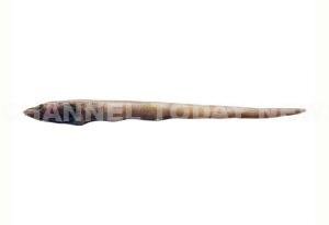 CMFRI Discovers New Eel Species Ariosoma cmfriense