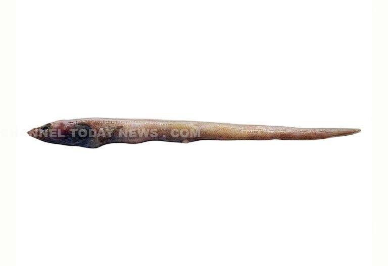 CMFRI Discovers New Eel Species Ariosoma cmfriense