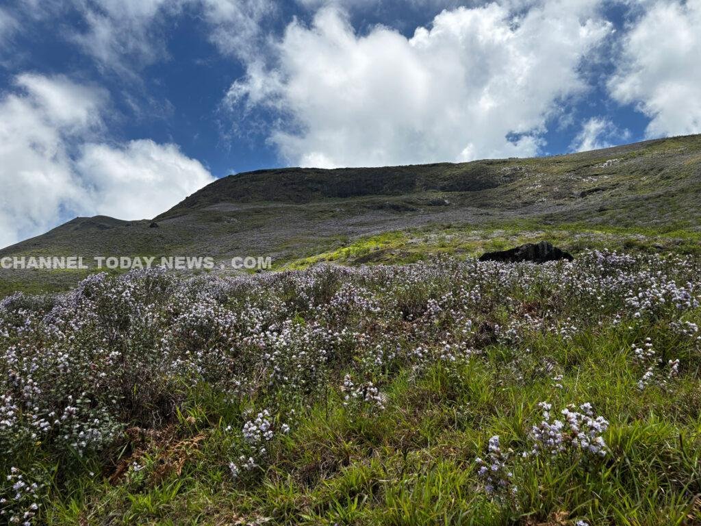 The 12-Year Violet Awakening: Neelakurinji Blooms Across Munnar Grasslands Amid Regeneration Fragility and Legal Scrutiny 1 Neelakurinji mass bloom 2026 across Munnar montane grasslands - Strobilanthes kunthiana at Korandakad hills