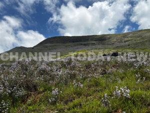 The 12-Year Violet Awakening: Neelakurinji Blooms Across Munnar Grasslands Amid Regeneration Fragility and Legal Scrutiny Neelakurinji mass bloom 2026 across Munnar montane grasslands - Strobilanthes kunthiana at Korandakad hills
