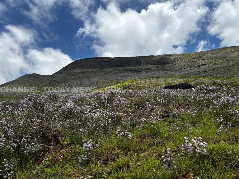 Neelakurinji mass bloom 2026 across Munnar montane grasslands - Strobilanthes kunthiana at Korandakad hills