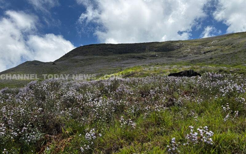 Neelakurinji mass bloom 2026 across Munnar montane grasslands - Strobilanthes kunthiana at Korandakad hills