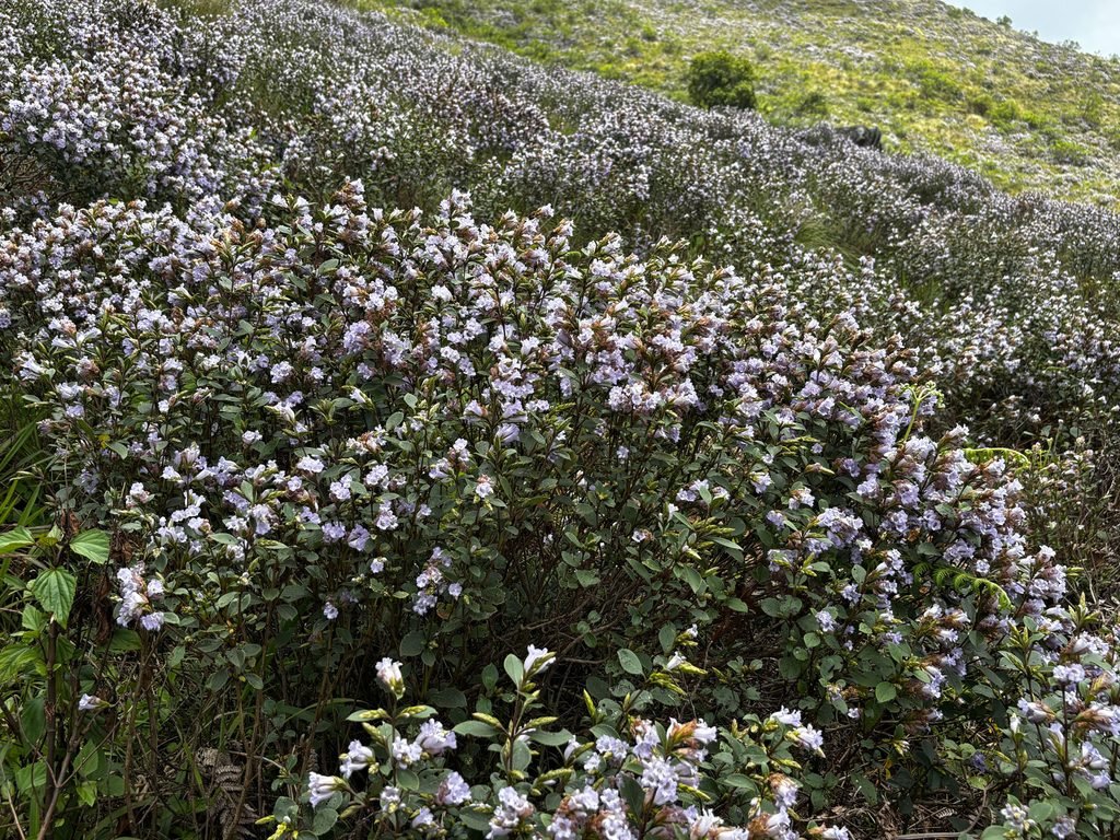 Dense mass bloom of Strobilanthes kunthiana across Korandakad slopes in Munnar. Photo: Shanavas Karimattam.