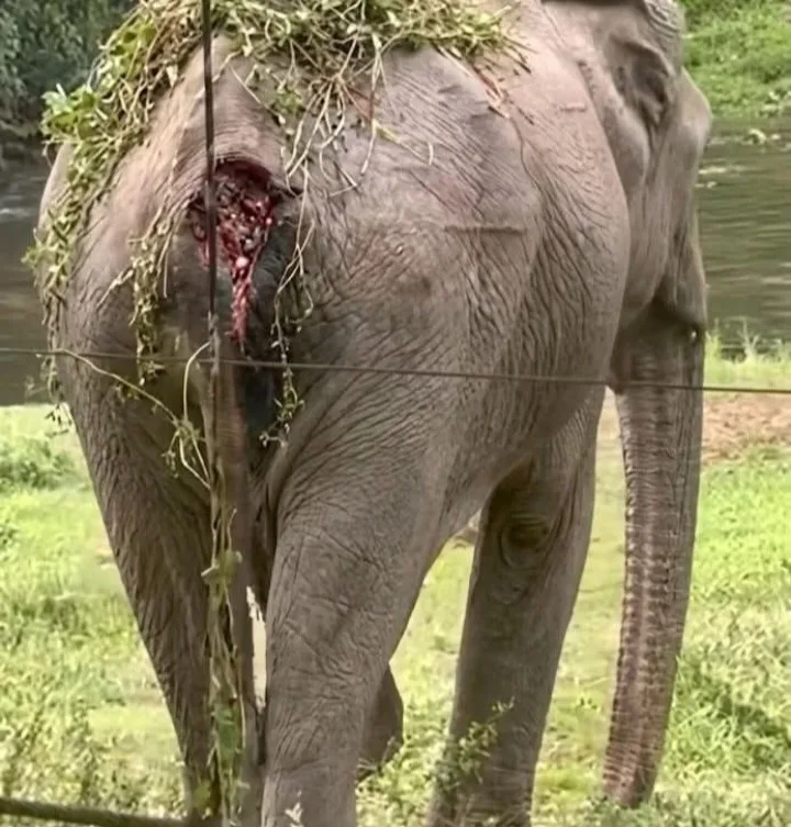 Mankulam Anakulam Injured Wild Elephant