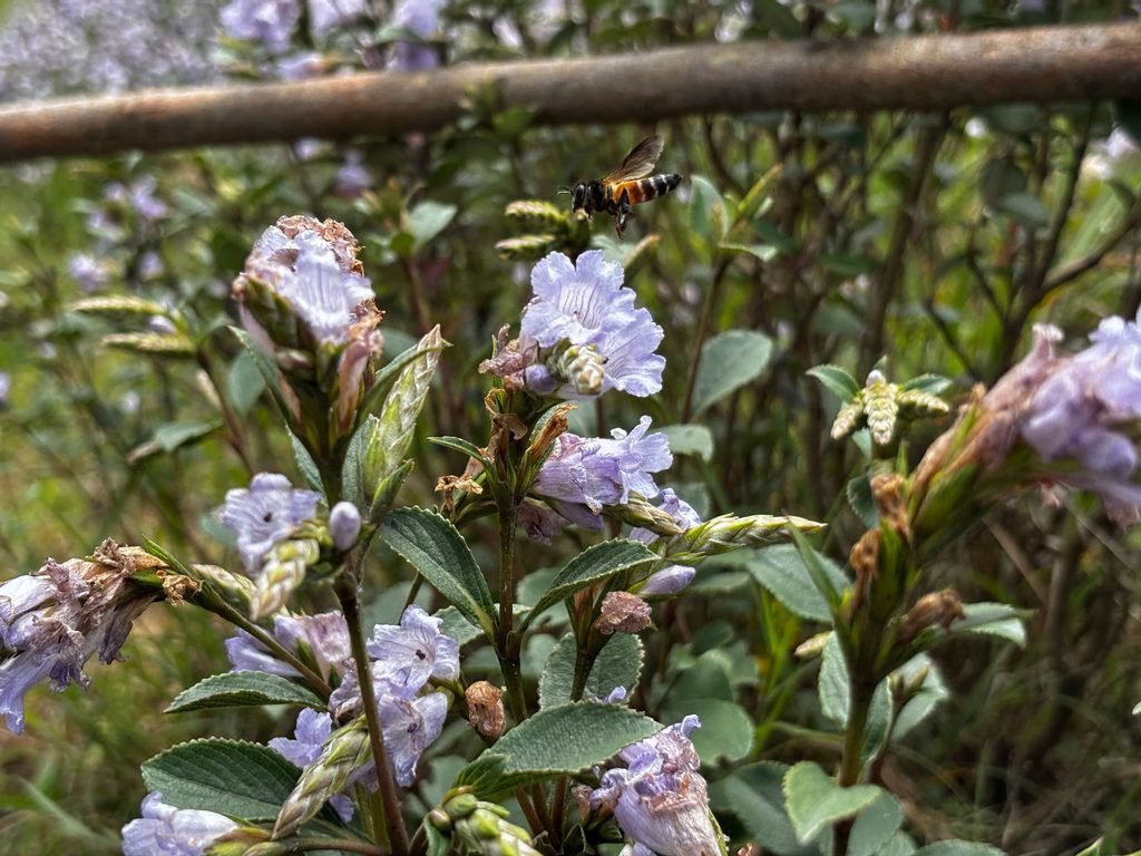 Macro detail of Strobilanthes kunthiana blossom with endemic pollinator, vital for Kurinjithen honey production. Photo: Shanavas Karimattam.