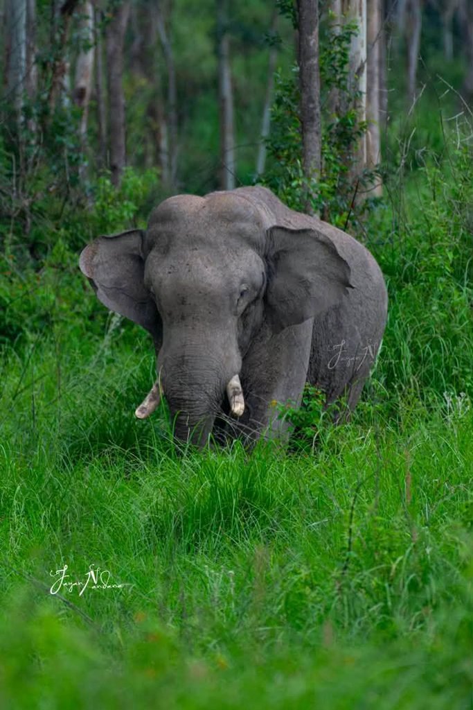 Elephant Corridor Restoration Chinnakanal