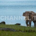 Elephant Corridor Restoration Chinnakanal: ചക്കക്കൊമ്പൻ വീണ്ടും മതികെട്ടാനിലേക്ക്; ആനത്താര തുറന്നു: മനുഷ്യ–വന്യജീവി സംഘർഷം കുറയ്ക്കാൻ നിർണായക നീക്കം | Channel Today News