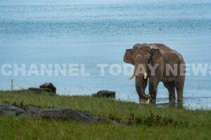 Elephant Corridor Restoration Chinnakanal
