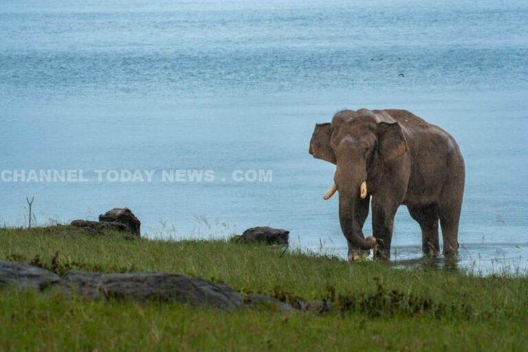 Elephant Corridor Restoration Chinnakanal