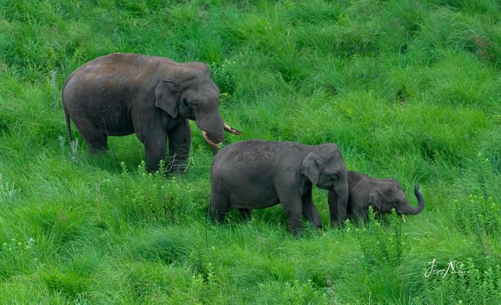 Elephant Corridor Restoration Chinnakanal